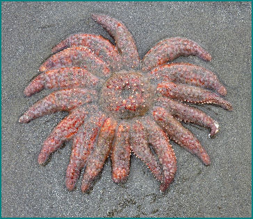 Sunflower Sea Star beach combing